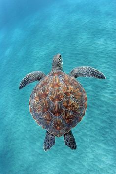 a turtle swimming in the ocean with text that reads, wildlife earth is the most popular page for finding all wildlife on earth