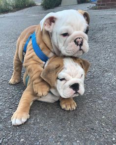 two puppies playing with each other on the ground