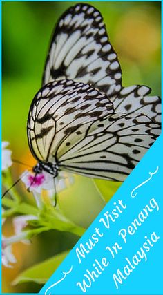 two butterflies sitting on top of a white and blue flower with the caption must visit while in peru