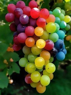 a bunch of grapes hanging from a vine with lots of colored fruit on it's stems