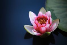 a pink and white flower sitting on top of a green leafy plant next to a blue wall