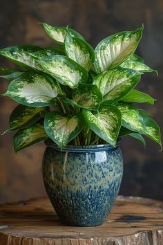 a green and white plant in a blue vase on a wooden table with dark background