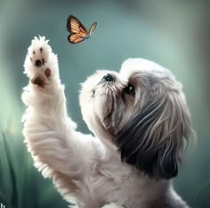 a small white dog reaching up to a butterfly