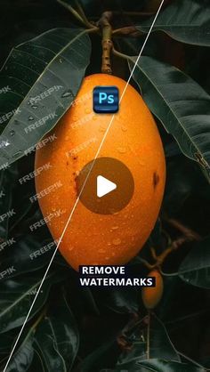 an orange hanging from a tree with the text remove watermarks