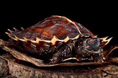 a small turtle sitting on top of a piece of wood