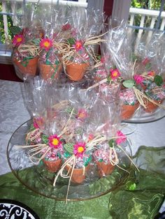 several small pots with flowers in them on a glass platter next to a window