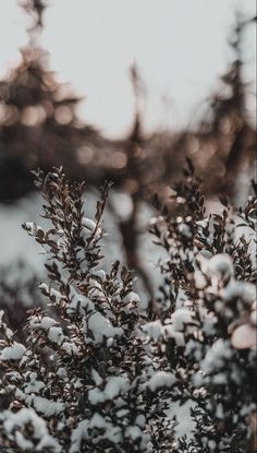 snow is covering the branches of a tree