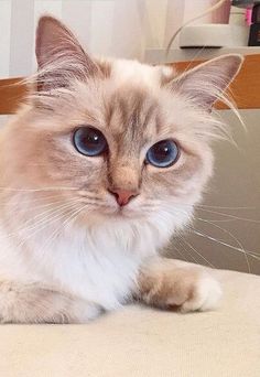 a cat with blue eyes sitting on a chair