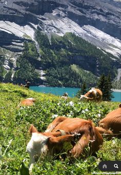 some cows are laying down in the grass near water and mountain peaks with snow on them