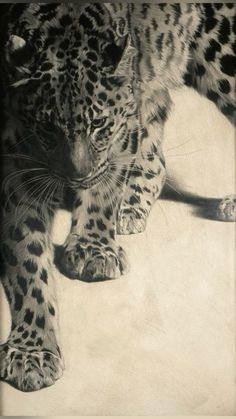 a black and white photo of a leopard