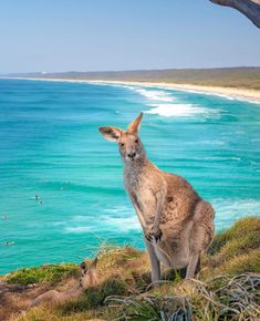 a kangaroo standing on top of a hill next to the ocean