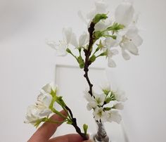 a person is holding a branch with white flowers in front of a square photo frame