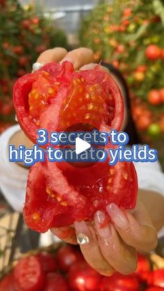 someone holding up some tomatoes in their hand with the words 3 secrets to high tomato yield