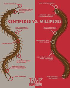 the differences between centipees and millipeedes infographical poster by tap international