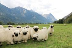 a herd of sheep standing on top of a lush green field next to a mountain