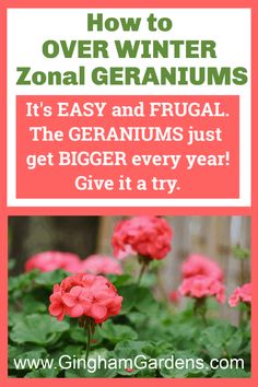 some pink flowers with green leaves and the words how to over winter zonal geraniums