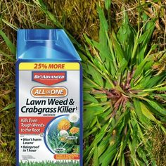 Best crabgrass killer for lawns Summer Lawn Care, Overseeding Lawn, Ant Repellent, Weeds In Lawn, Garden Weeds, Summer Lawn, Lawn Maintenance