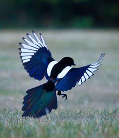 a black and white bird with its wings spread out