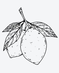 an orange with leaves on it is shown in black and white, as well as the outline