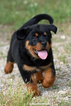 a small black and brown dog running across a field