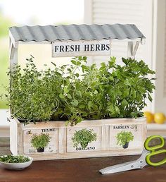 a herb garden with fresh herbs growing in it and scissors on the table next to it