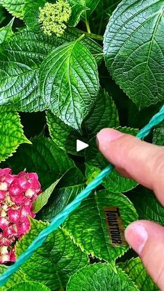 a hand is holding a green string with pink flowers on it in front of leaves