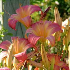 pink and yellow flowers are blooming in the garden