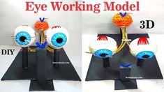 two pictures of fake eyeballs on display in front of a sign that says eye working model