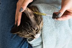 a woman is holding a cat with a thermometer in her lap