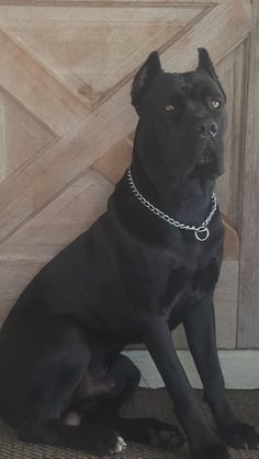 a black dog sitting on the floor next to a wooden door with a chain around it's neck