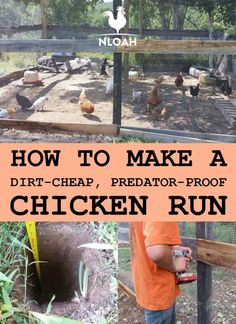 how to make a dirt - cheap, predator - proof chicken run