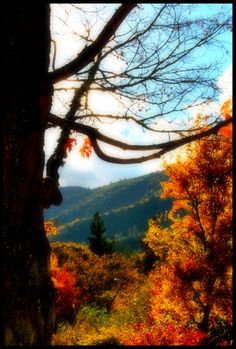 an autumn scene with trees and mountains in the background