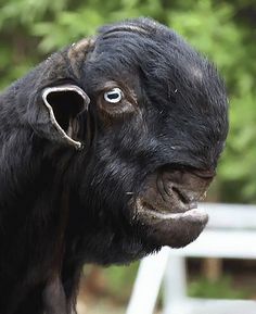 a close up of a black goat's face with trees in the background