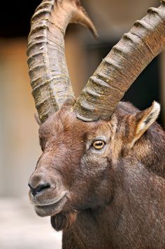 an animal with very long horns standing in the dirt