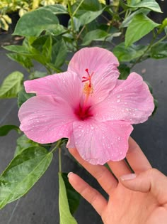 a pink flower with water droplets on it being held by a person's hand