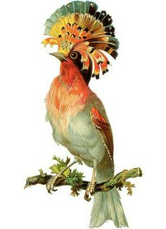 a colorful bird sitting on top of a branch with feathers in it's head