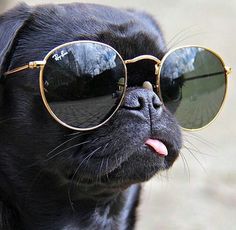 a black dog wearing sunglasses and sticking its tongue out