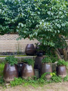 pots are lined up in front of a tree