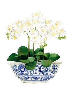 a watercolor painting of white flowers in a blue and white bowl with green leaves