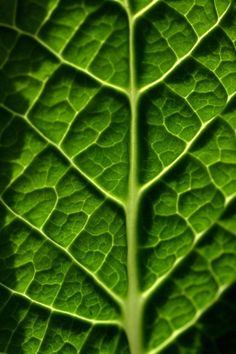 a close up view of a green leaf