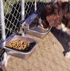 a brown and white dog eating food out of two bowls