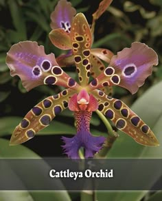 a close up of a flower on a plant with the caption cattelya orchid