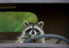 a raccoon sitting in the back of a truck with its hand on the steering wheel