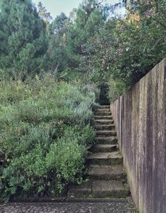 an old stone stairway in the middle of some trees