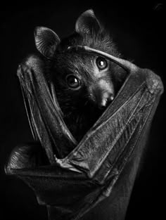 a black and white photo of a bat hanging upside down with it's eyes wide open