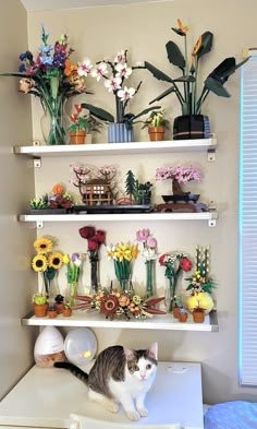 a cat sitting on top of a white shelf filled with vases and flower arrangements