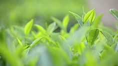 some green leaves are growing in the grass