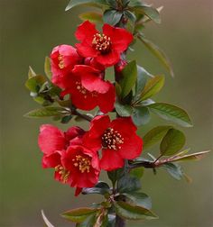 red flowers are blooming on a branch with green leaves