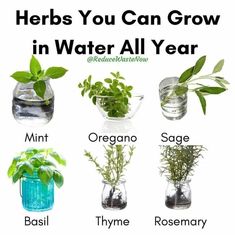 there are many different types of plants in vases with water on the top and bottom