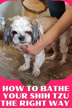 So, bath time. Some Shih Tzus love it, some... well, not so much. But no matter what, it's gotta be done, right? In this video, we're gonna show you how to turn bath time into a fun, stress-free experience for both you and your pup. Shitzu Grooming Diy, Shipoo Puppies, How To Bathe A Dog, Shih Tzu Puppy Training, How To Groom A Shih Tzu At Home, Shitzu Poodle, If You Mated A Bulldog And A Shitzu, Dog Grooming Shih Tzu, Dog Grooming Diy